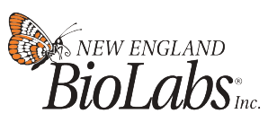 抗 MBP 單克隆抗體(tǐ)